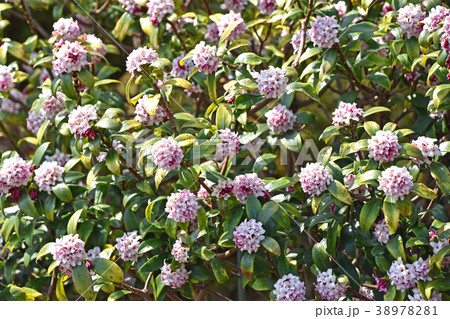 ジンチョウゲ(沈丁花) ジンチョウゲ(沈丁花) 38978281