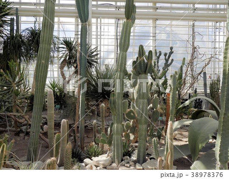 デンマーク オーフス植物園 サボテンの展示 デンマーク オーフス植物園 サボテンの展示 38978376
