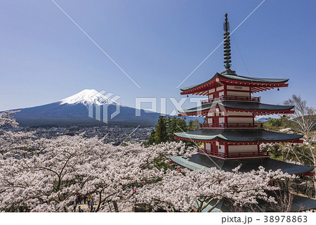 富士山と新倉山浅間神社の桜 富士山と新倉山浅間神社の桜 38978863
