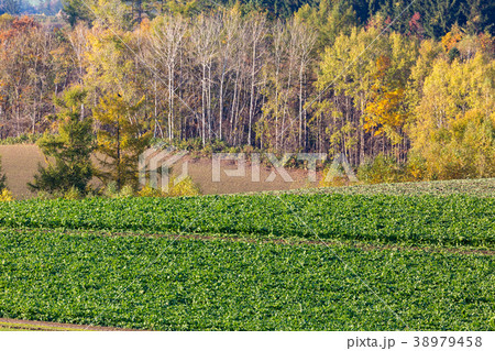 朝の美瑛 38979458