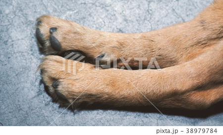 Part of dog with close-up shot. Part of dog with close-up shot. 38979784