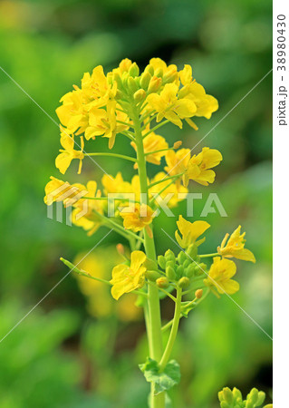 菜の花の開花 小金井公園 菜の花の開花 小金井公園 38980430