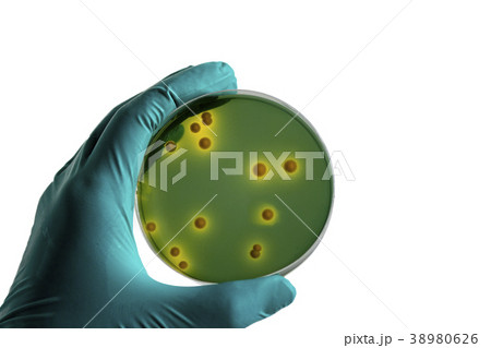 Plate Bacteria culture growth on Selective media 38980626
