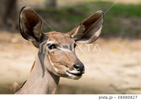 Close up of the Antelope female face 38980827