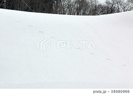 雪面のノウサギの足跡 福島県只見町 雪面のノウサギの足跡 福島県只見町 38980966