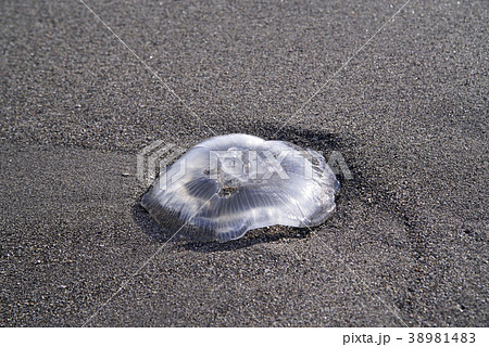 浜に打ち上げられたクラゲ 斜めからの図の写真素材 [38981483] - PIXTA