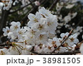 サクランボの花 38981505