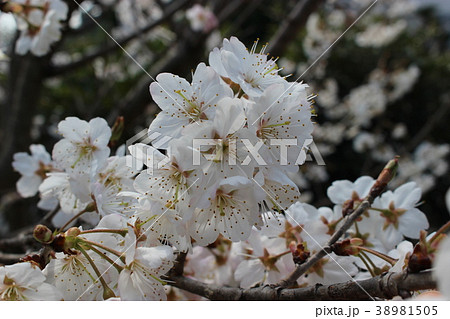 サクランボの花 サクランボの花 38981505