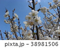 サクランボの花 38981506
