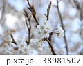 サクランボの花 38981507