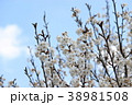 サクランボの花 38981508