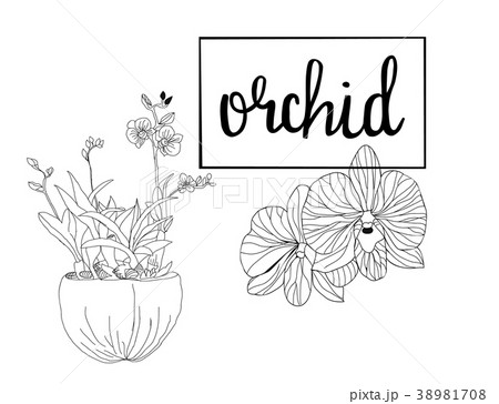 Hand drawn sketch Orchid flowers in graphic style. 38981708