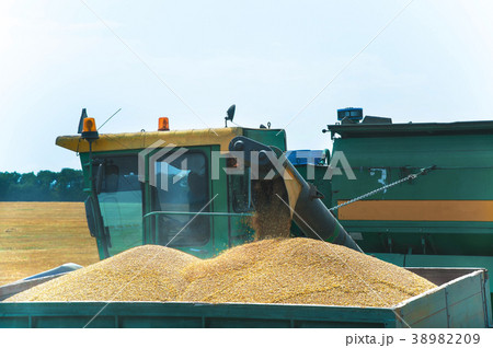 Combine harvester in action on wheat field 38982209