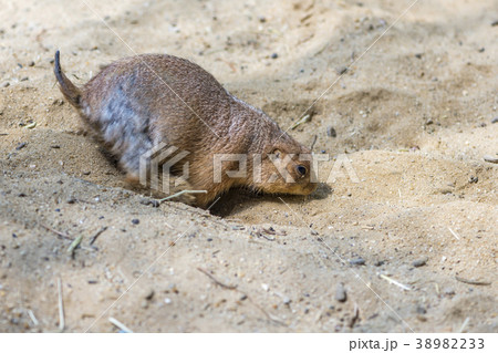 Prairie dog digging hole Prairie dog digging hole 38982233