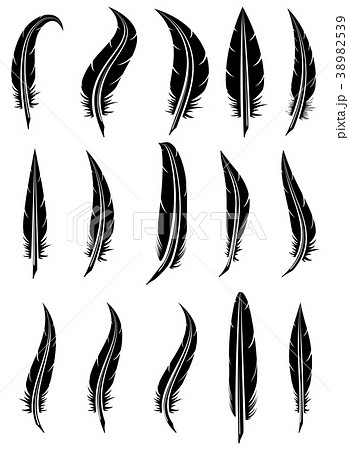 vector set of black and white feathers 38982539