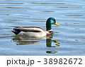 duck 38982672