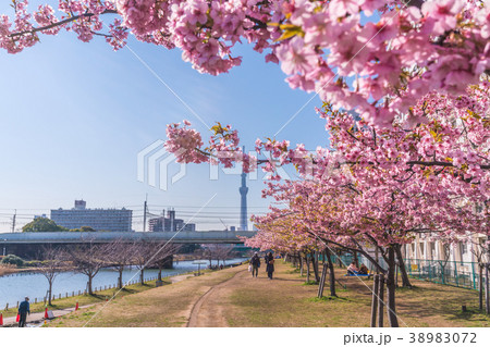 東京の春　江戸川区・旧中川の河津桜 38983072
