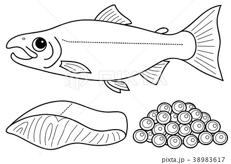 キングサーモン いくら 鮭の切り身のイラストです イラストレーターみやもとかずみのイラスト素材 ๑ ๑ やや日々