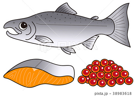 ぬりえのイラストです キングサーモン いくら 鮭の切り身 イラストレーターみやもとかずみのちょこっとブログ