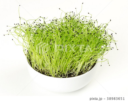 Leek microgreen in white porcelain bowl 38983651