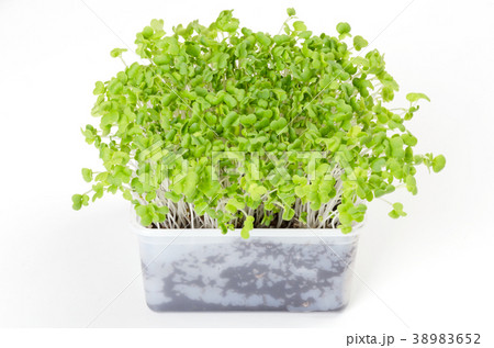 Mizuna microgreen in white plastic container 38983652