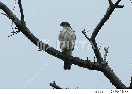 ツミの成鳥 ツミの成鳥 38984673
