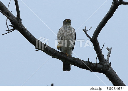 ツミの成鳥 38984674