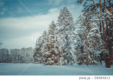 Tree pine spruce in magic forest winter day. Snow Tree pine spruce in magic forest winter day. Snow 38984813