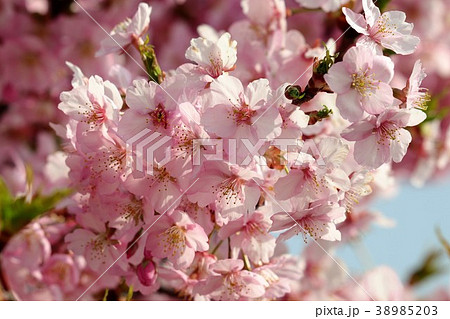桜の花「河津さくら」穂谷川桜並木：大阪府枚方市 38985203