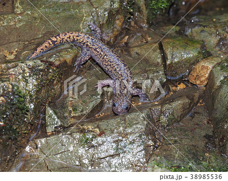 ヒダサンショウウオ（大阪府産） 38985536