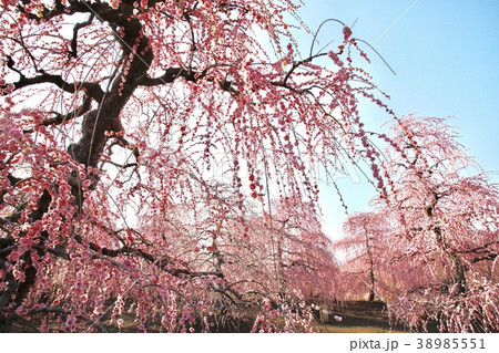 枝垂れ梅 枝垂れ梅 38985551