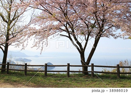 桜越しの瀬戸の海 38986019