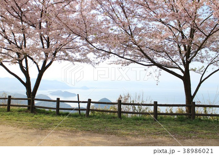 桜越しの瀬戸内海 38986021