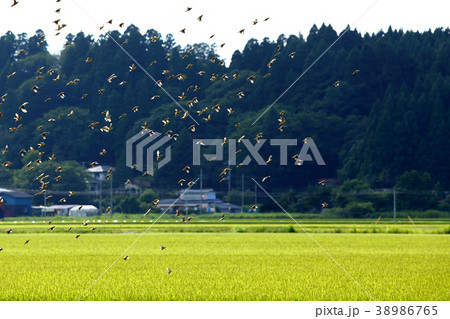夏の田園 スズメ 雀 夏の田園 スズメ 雀 38986765