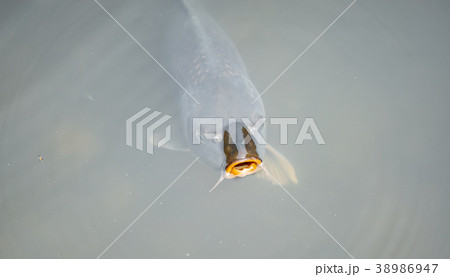 Fish mouth over water Fish mouth over water 38986947