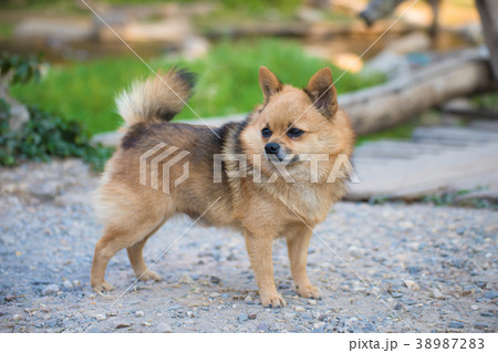 Brown Chihuahua Mixed breed dog is standing 38987283