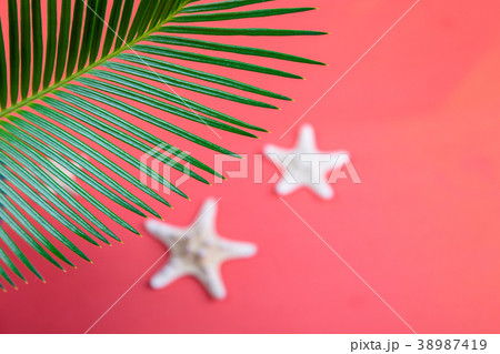 Tropical Background Palm Trees Branches Tropical Background Palm Trees Branches 38987419