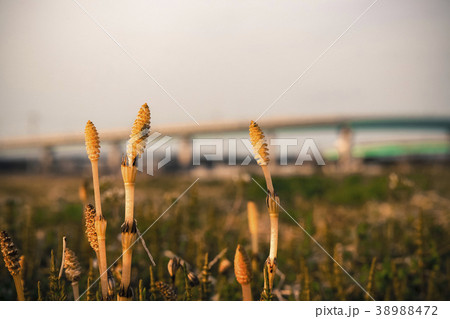 高速の見える原っぱ 38988472