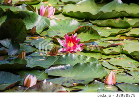 water lilies and green leaves on the pond water lilies and green leaves on the pond 38988879