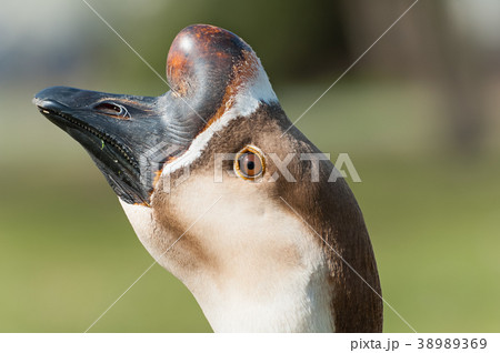 Portrait of Swan goose. Anser cignoides.  38989369