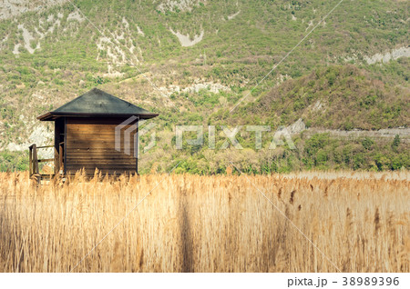 Raised shed hunting for ducks in the middle rushes 38989396