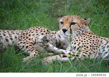 Couple of cheetahs resting in green grass 38989636