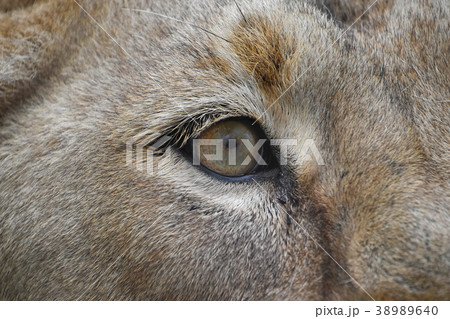 Eye of the lioness extreme close up Eye of the lioness extreme close up 38989640