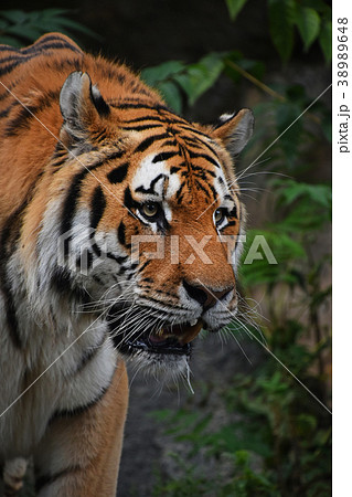 Close up portrait of mature Siberian tiger male Close up portrait of mature Siberian tiger male 38989648