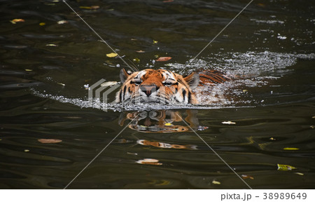 Siberian Amur tiger swimming in water 38989649