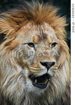 Close up portrait of male African lion Close up portrait of male African lion 38989650