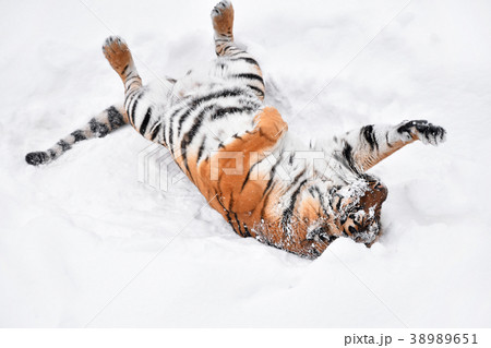 Siberian tiger playing in white winter snow 38989651