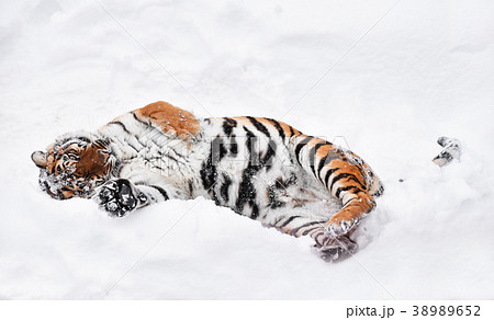 Siberian tiger playing in white winter snow Siberian tiger playing in white winter snow 38989652