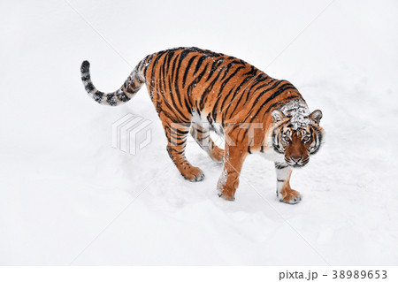 Siberian tiger standing in white winter snow 38989653