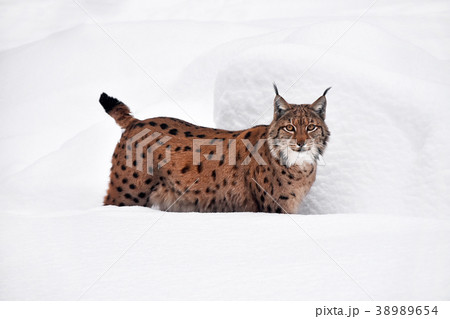 Close up full length Eurasian lynx in winter snow Close up full length Eurasian lynx in winter snow 38989654